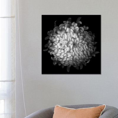 Yellow Chrysanthemum, B&W 1 Piece Wrapped Canvas Wall Art