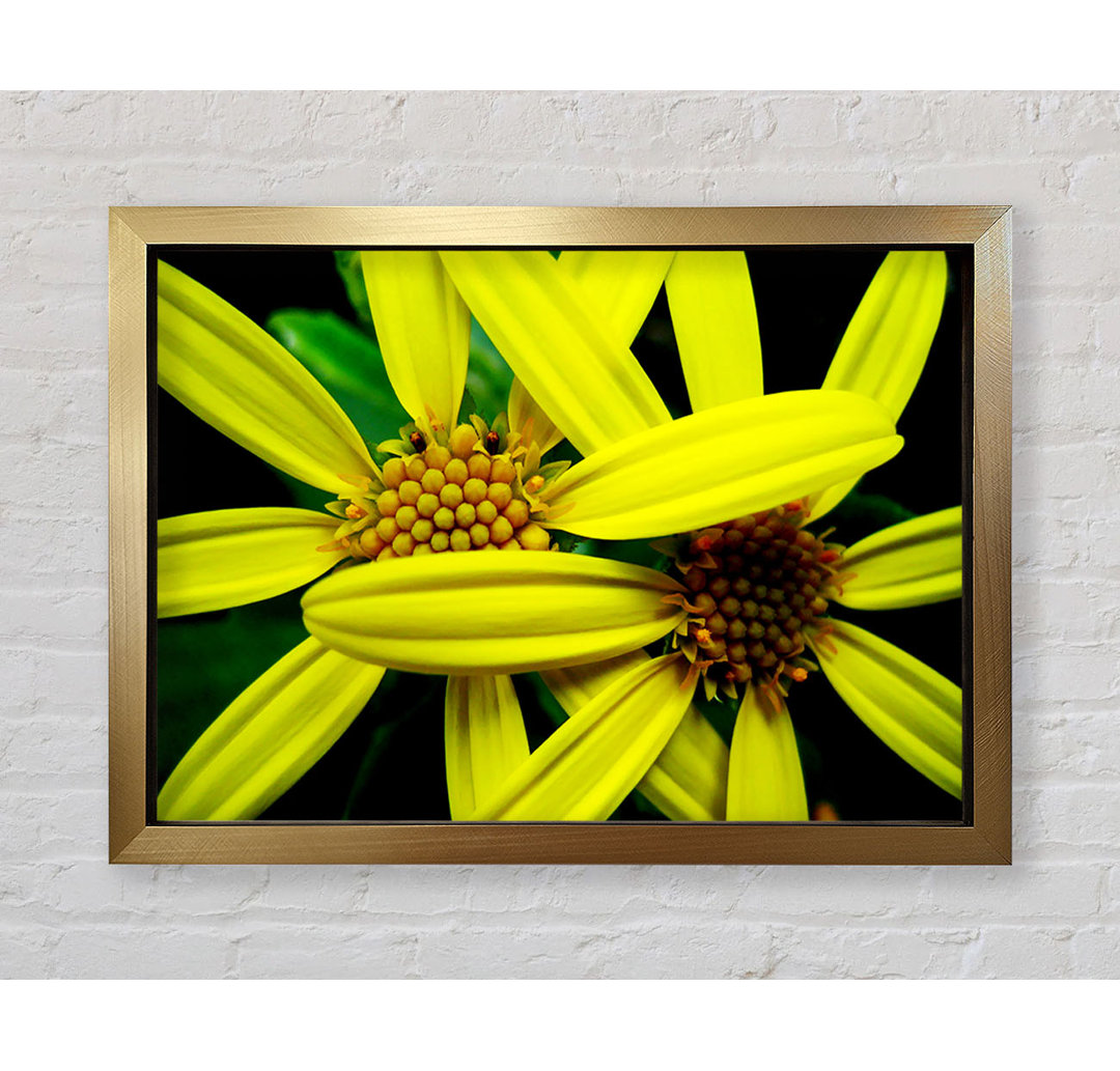 Gerahmter Kunstdruck Yellow Star Flowers