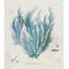 Polysiphonia Print by Henry Bradbury-26773216-26773217