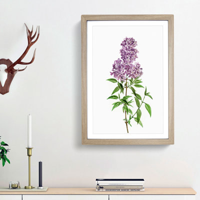 Persian Lilac Flowers by Pierre-Joseph Redoute - Picture Frame Painting Print