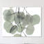 « descending eucalyptus 5 », reproduction d’impression sur toile tendue-23604573