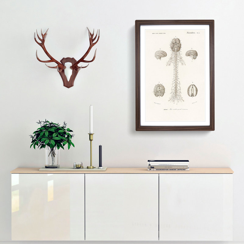 Human Brain Illustration by Charles d'Orbigny - Picture Frame Drawing Print, 48cm H x 36cm W x 2cm D, Walnut Framed