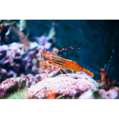 Spot Prawn by AMR Image - Wrapped Canvas Print