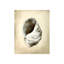 Seashells III Print by Sydney Edmunds-26706261-26706259