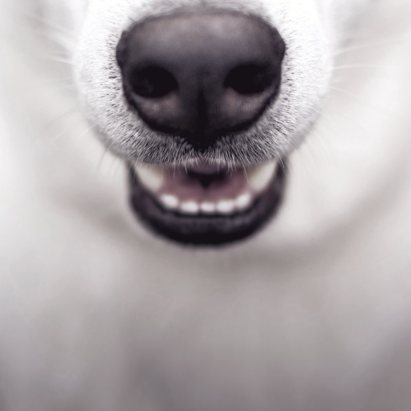 Dog Nose - Wrapped Canvas Print, 122cm H x 122cm W