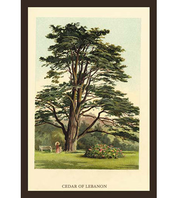 « cèdre of liban » par w.h.j. boot, impression