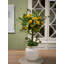 Faux Lemon Tree in Ceramic Planter