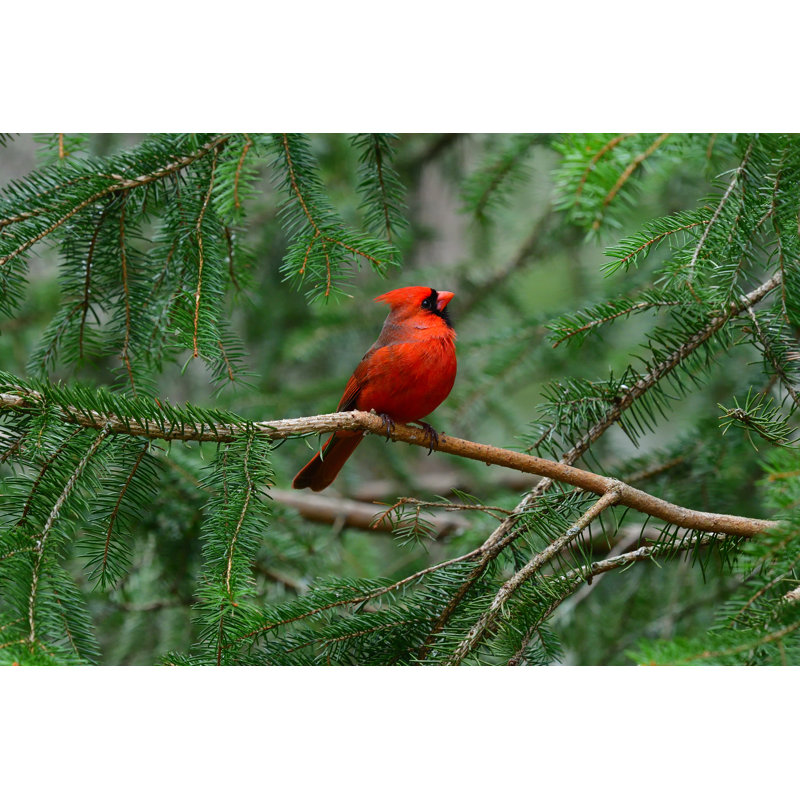 Cardinal About To Take Off - Wrapped Canvas Print, 61cm H x 91cm W x 3.8cm D