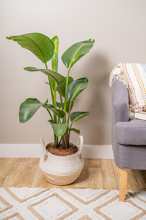 Living Room Décor Collection