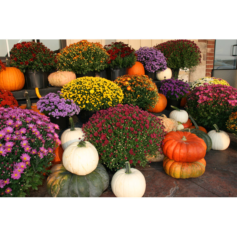 Autumn Pumpkins And Flowers by SheilaYarger - Wrapped Canvas Print, 30cm H x 46cm W