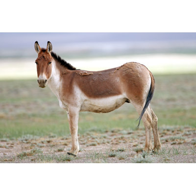 Wild Ass -Kiang par Sabirmallick