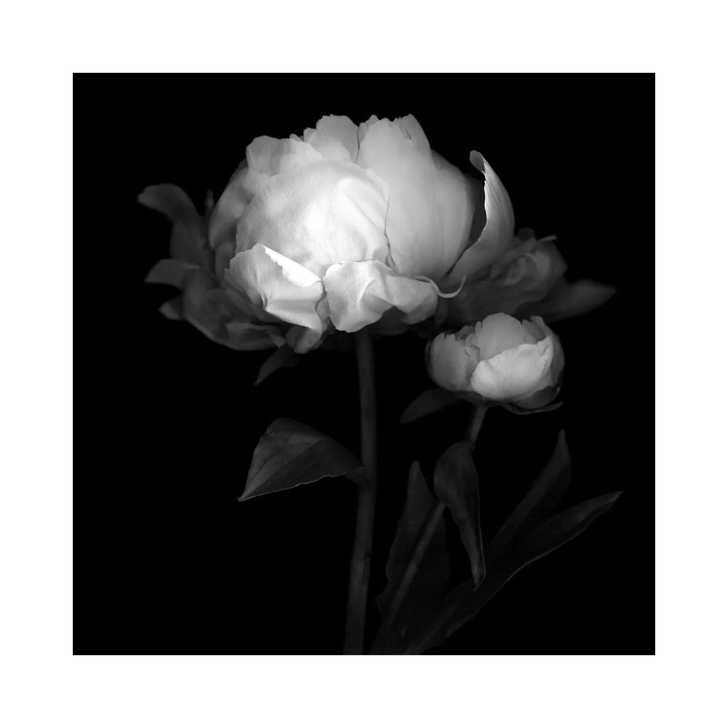 Peonies III by Magda Indigo - Wrapped Canvas Print, 93.98 cm H x 93.98 cm W
