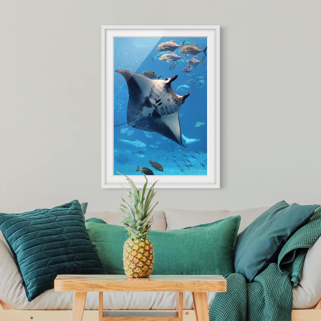 Gerahmtes Papierbild Mantarochen