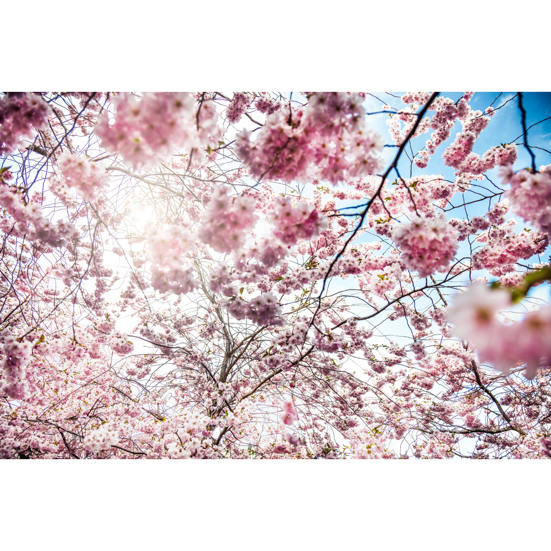 Kirschblüte von LeoPatrizi - Druck auf Leinwand ohne Rahmen