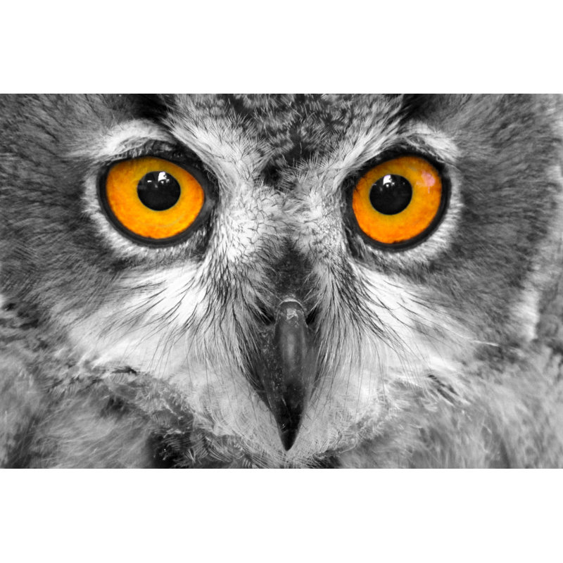Short Eared Owl - Wrapped Canvas Print, 81cm H x 122cm W x 3.8cm D