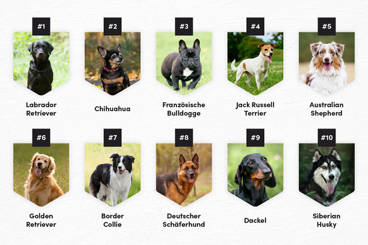 Übersicht die 10 beliebtesten Hunderassen in Deutschland