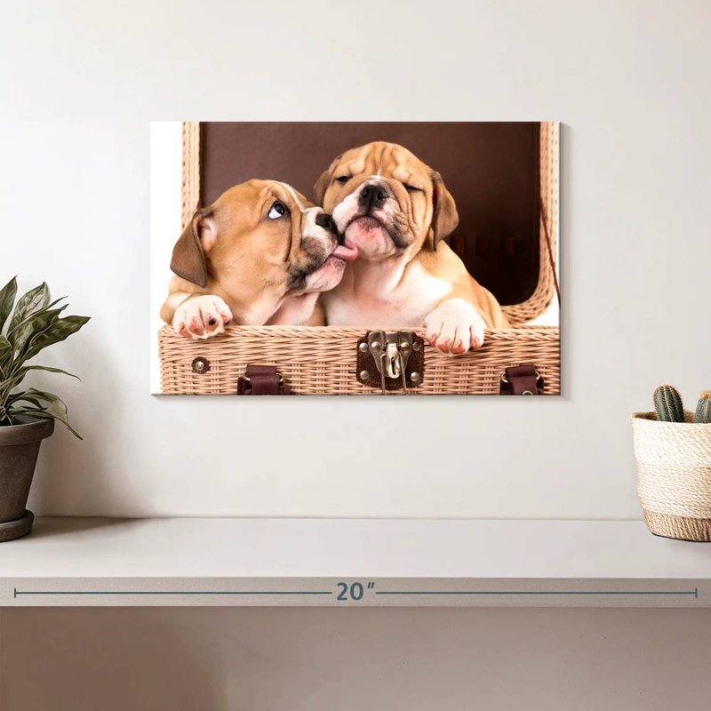Bulldog Frères et Sœurs, H 8 po x l 12 po