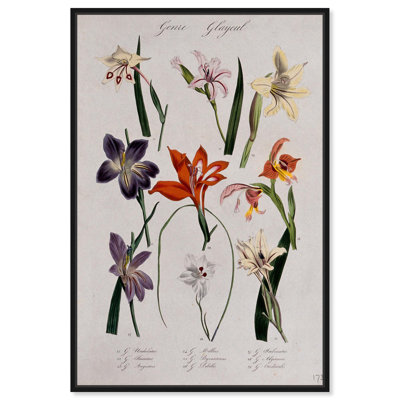 Nine Types of Gladioli Canvas Botanical Prints by Art Remedy