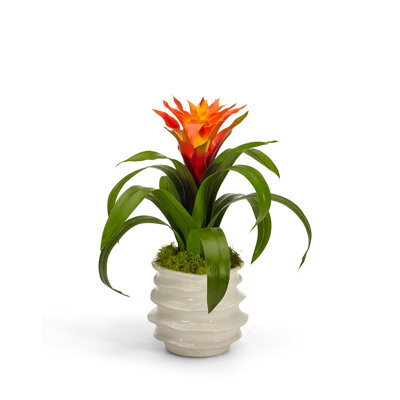 Arrangement floral de broméliacées en pot