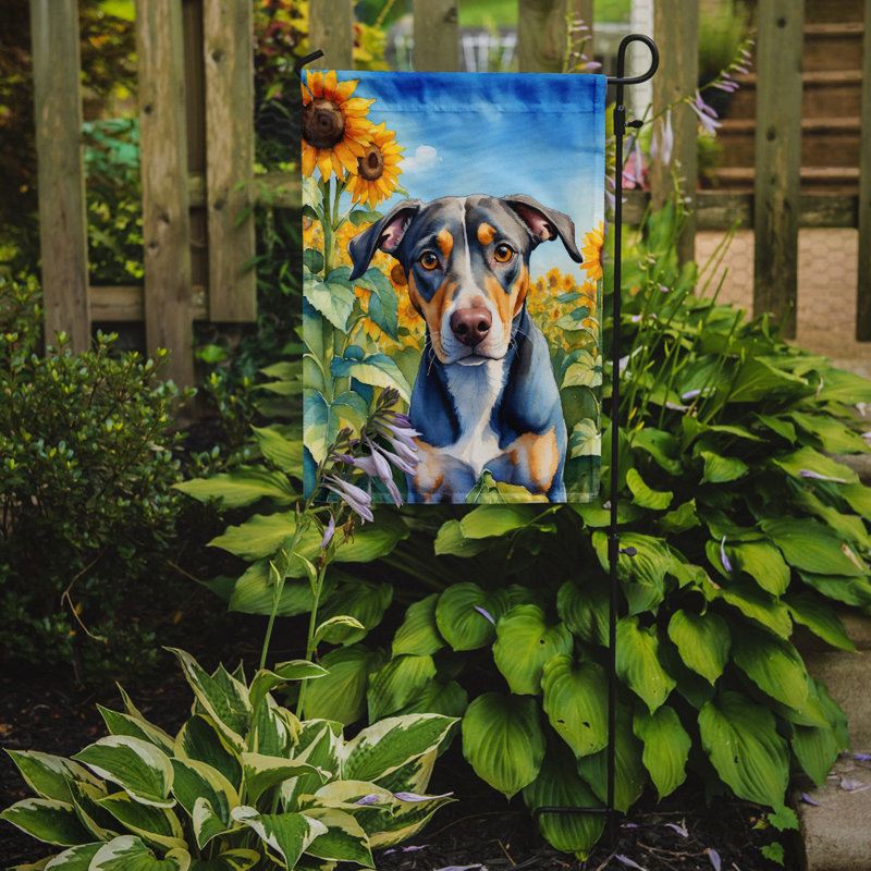 Lévrier irlandais dans le drapeau du jardin de tournesols, Catahoula