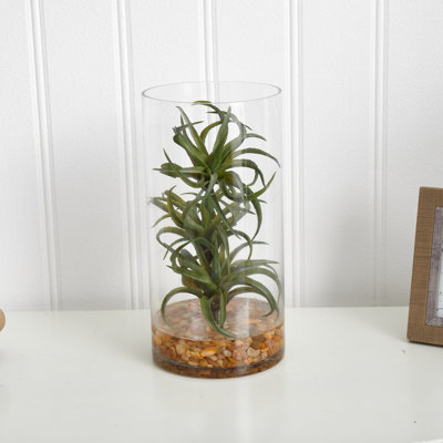 Succulent plante de bureau en vase air
