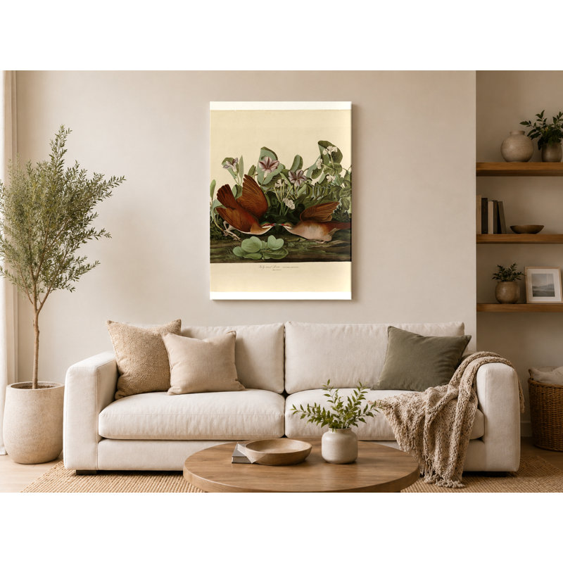 Key West Dove (Plate CLXVII) - Art mural sur toile Portrait, 20" W x 16" H