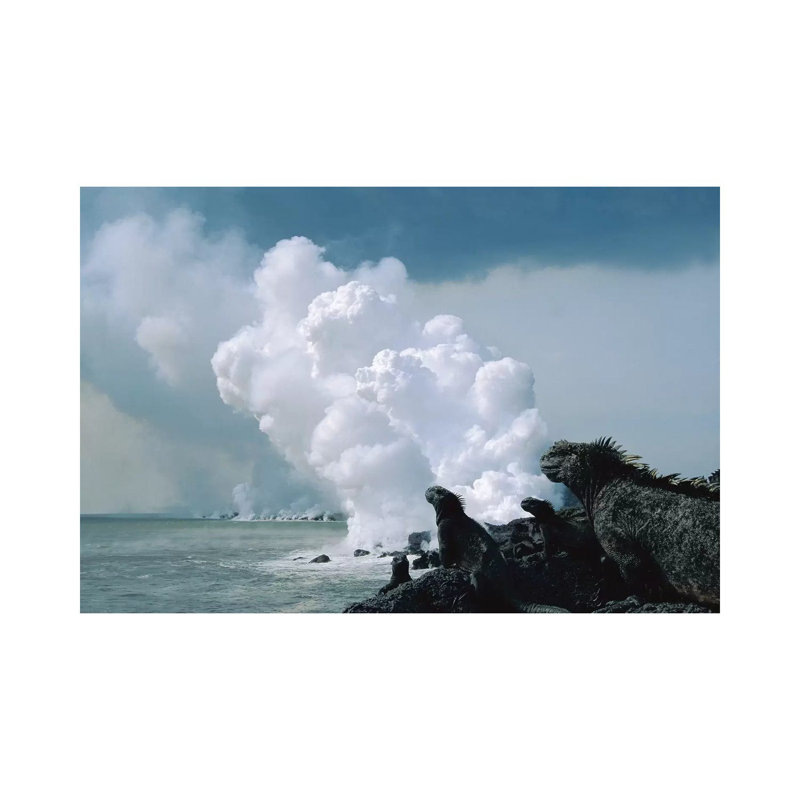 Group Of Marine Iguanas With Lava Flow Entering Sea, Cape Hammond, Fernandina Island, Galapagos Islands, Ecuador by Tui De Roy - Wrapped Canvas Print