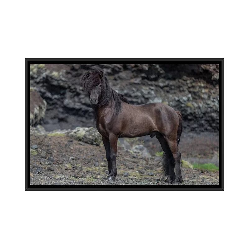 « islandais stallion i », reproduction de photo sur toile tendue, H 18 po x l 26 po x P 1,5 po, Toile avec cadre noir