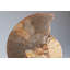 Calcified Ammonite Halve From Madagascar (.7 lbs)