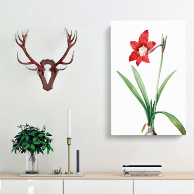 An Amaryllis Flower - Wrapped Canvas