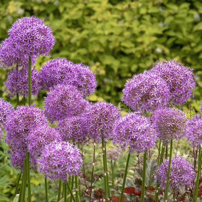 Giant Purple Allium Flowers - 3 Bulbs- Ornamental Onion Grows 5 ft Tall - Attracts Butterflies, Bees & Hummingbirds