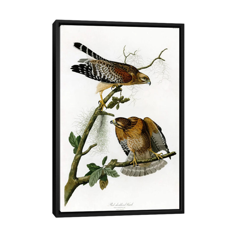 « red-épaulee hawk » par john james audubon, reproduction d’art sur toile, H 26 po x l 18 po x P 1,5 po, Pas de tapis