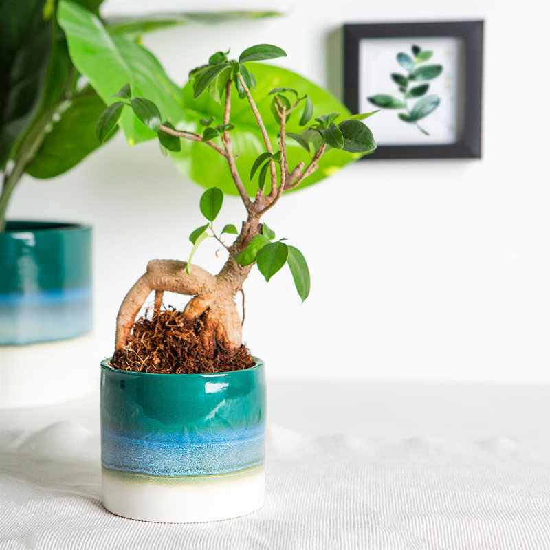 Nicola Spring - Reactive Glaze Plant Pot, 9cm H x 10.5cm W x 10.5cm D, Green