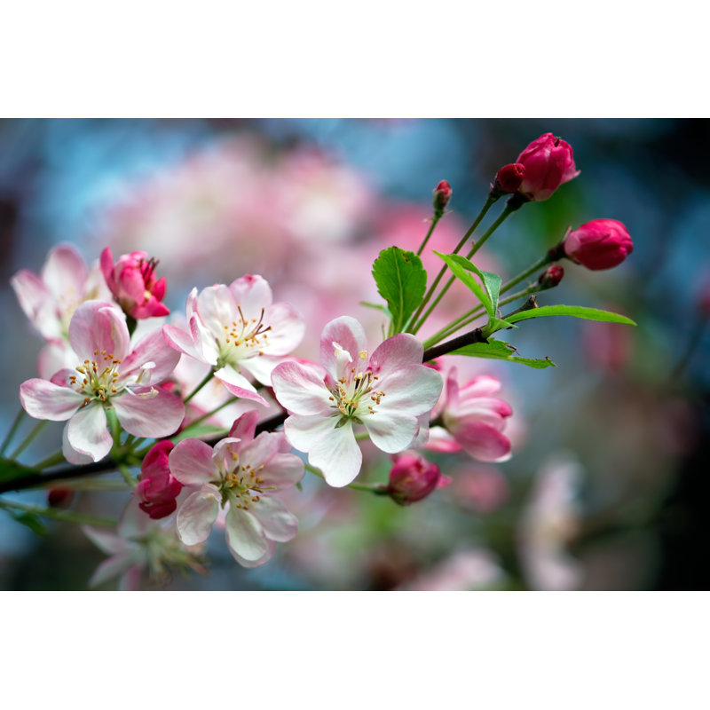 Close-up Of Pink Blossom Flowers On The Branch by Boboling - Wrapped Canvas Print, 51cm H x 76cm W x 3.8cm D