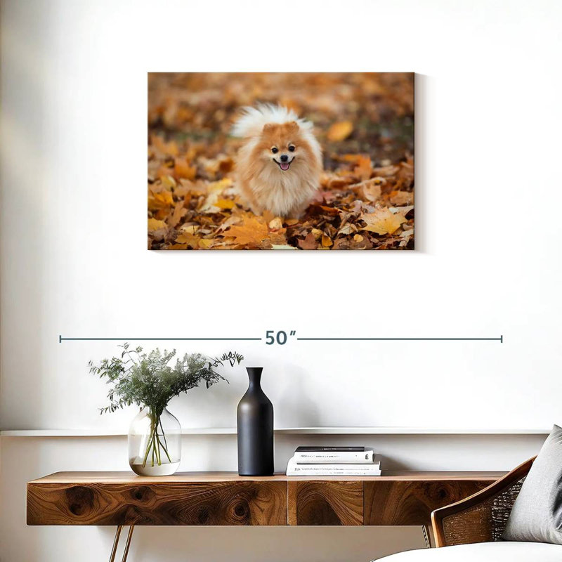 Spitz allemand Brampt sur une promenade d'automne, H 20 po x l 30 po