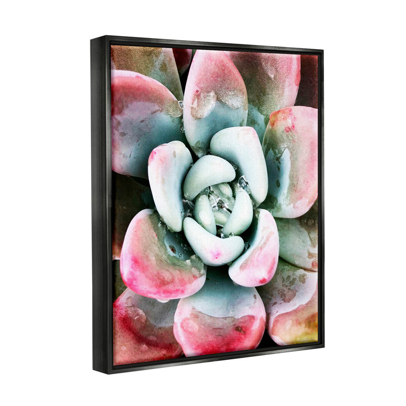 «Succulent Plant Rain Droplet» par Irena Orlov - Photographie à cadre flottant sur toile, H 31 po x l 25 po x P 1,7 po