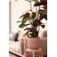 Pot Planter-69444361-69444373
