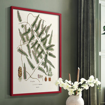 «Botanical Society Ferns X», reproduction encadrée - bois massif