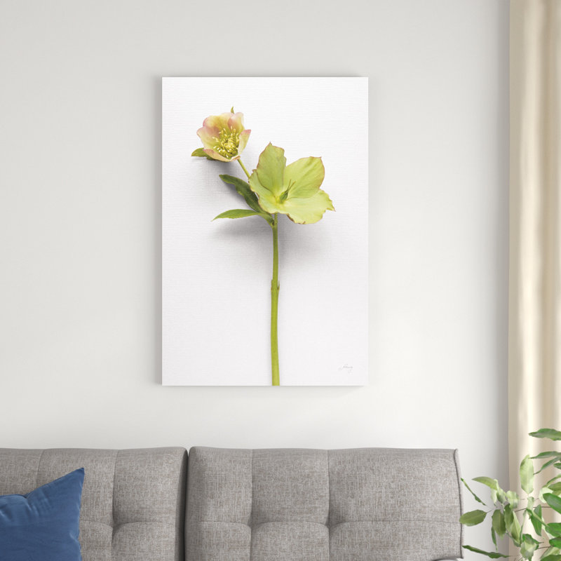 Hellebore Study II, H 36 po x l 24 po x P 1,25 po