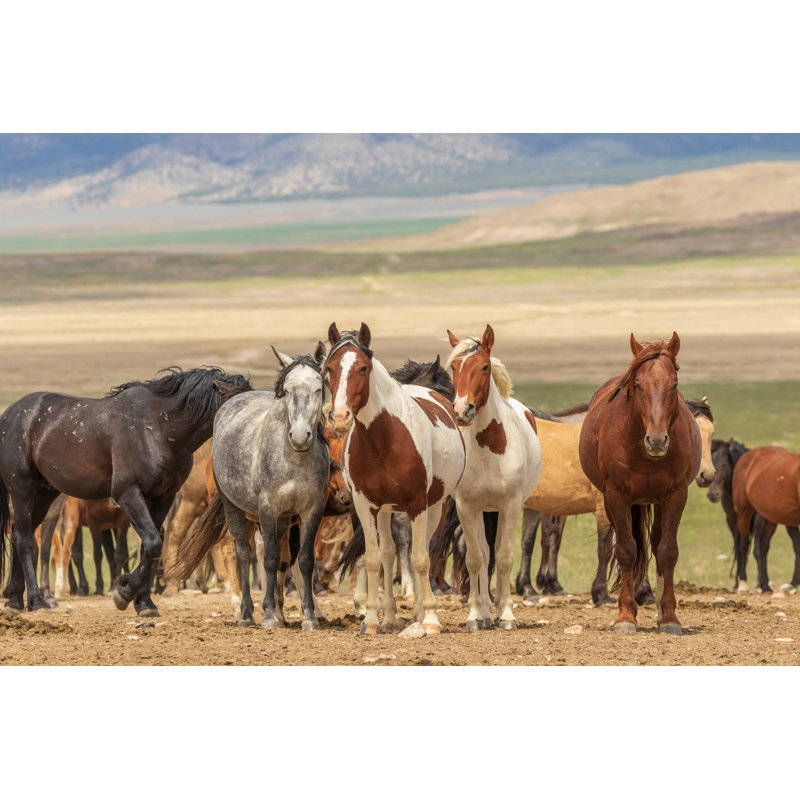 Wild Horses by Twildlife - Wrapped Canvas Print, 61cm H x 91cm W