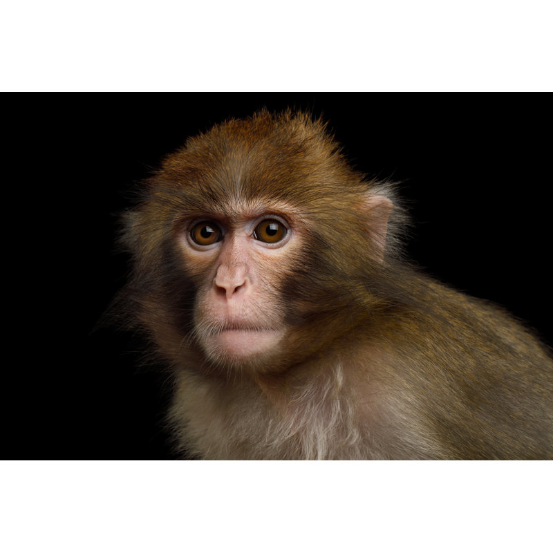 Japanese Macaque by Seregraff - Wrapped Canvas Print, 51cm H x 76cm W