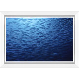 Ombre Fish Giclee Print by Soicher Marin Archives