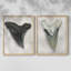 «Watercolor Sharks Tooth I», reproduction encadrée de qualité supérieure - prête à être accrochée - aucun clou requis - aucun clou requis-725873375-725873368