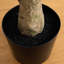 96 plantes