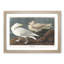 Burgomaster Gulls by John James Audubon - Picture Frame Art Print-55513253-55513254