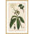 "Honeyberry" Framed Print-18829398