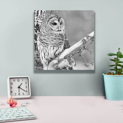 «White Owl» par PhotoINC Studio
