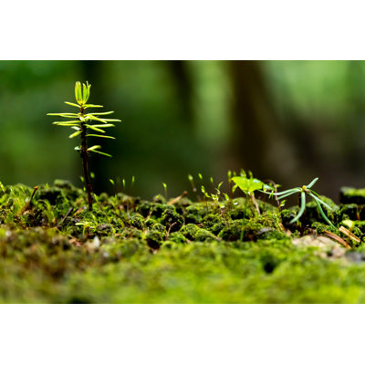 Breath of the Forest - Photographie sur toile tendue