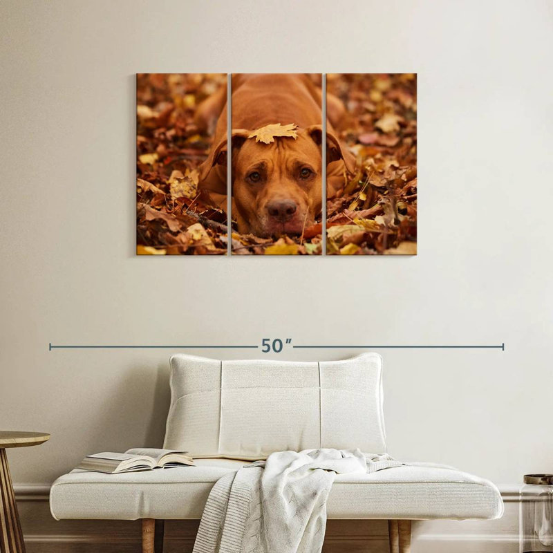 Mignon Pitbull d'automne, H 24 po x l 38 po