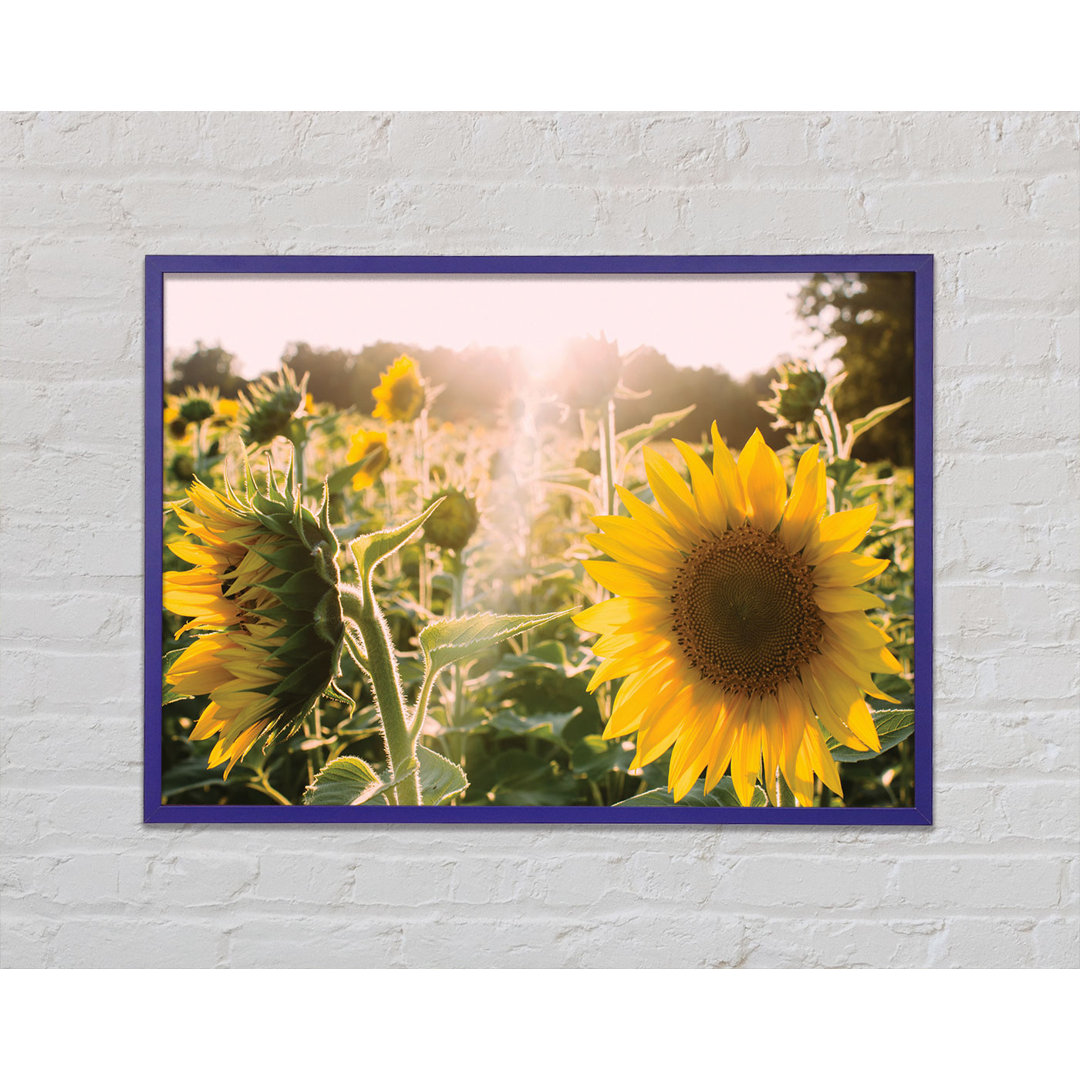 Sunflowers Standing Tall - Einzelner Bilderrahmen Druck